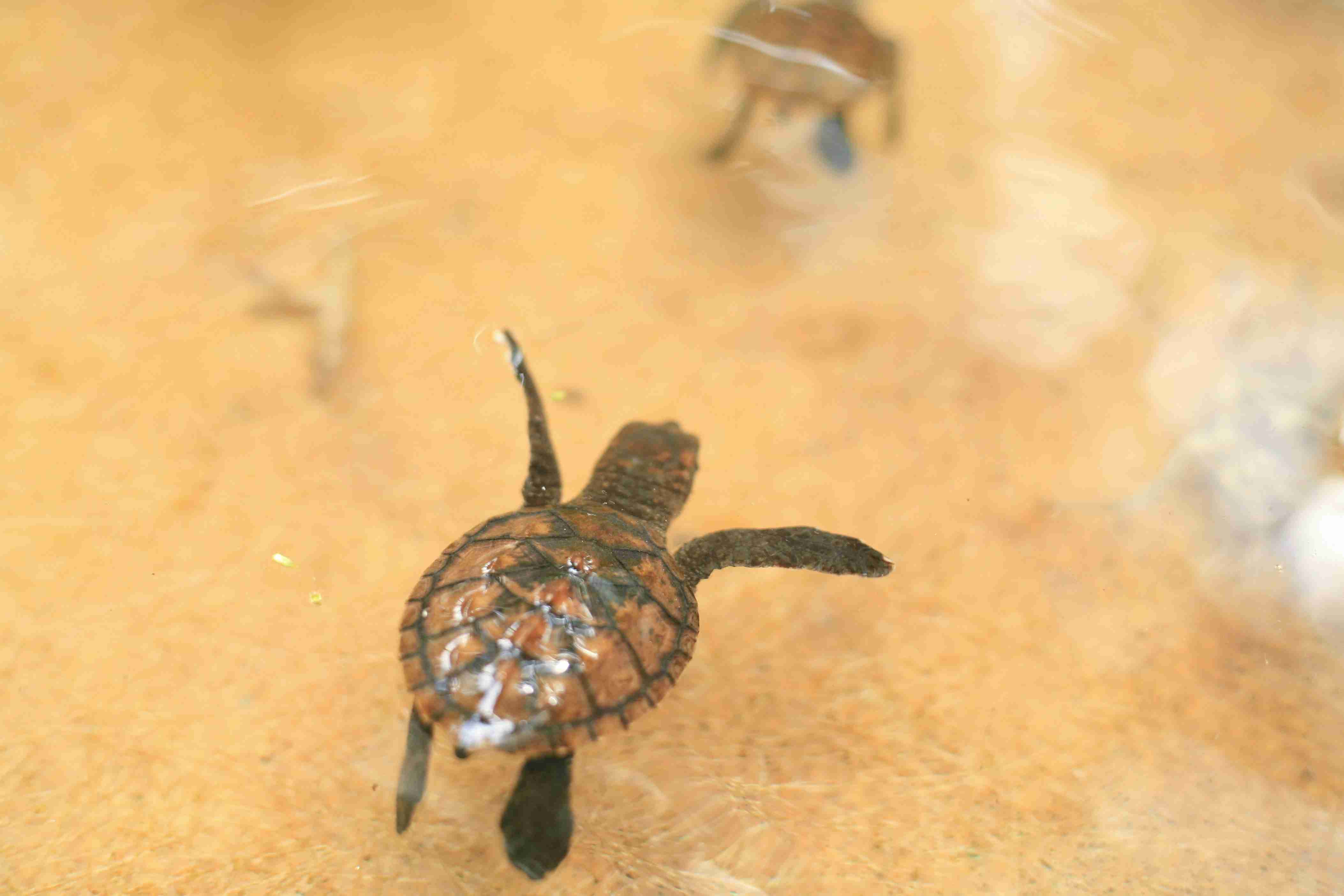 A baby sea turtle swimming in water