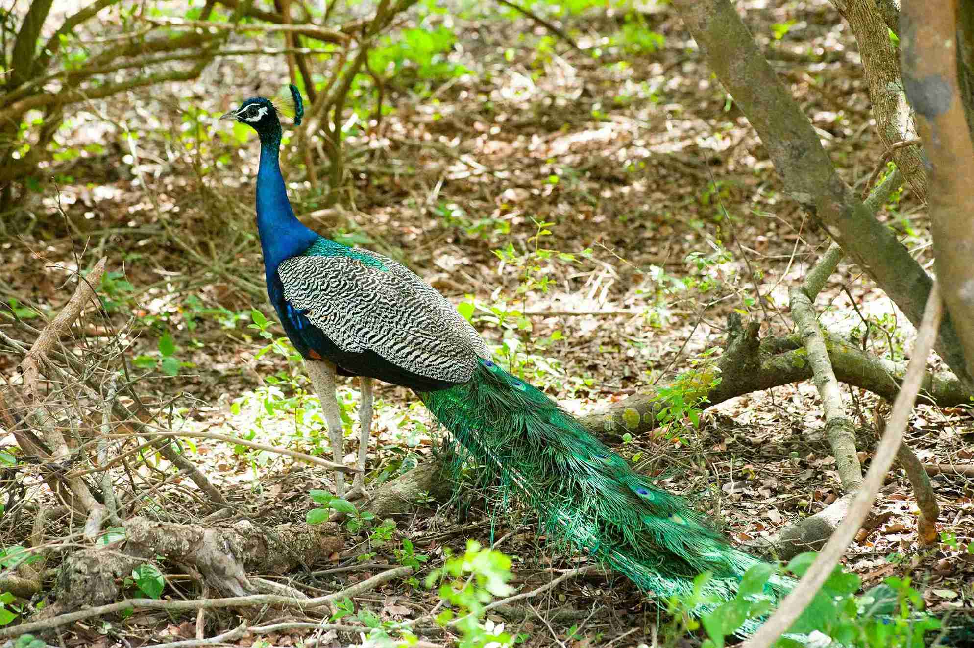 yala national park peacock