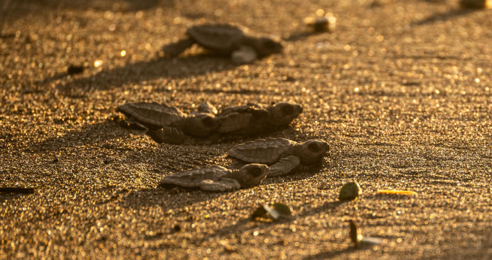 Turtle Hatchlings on Beach