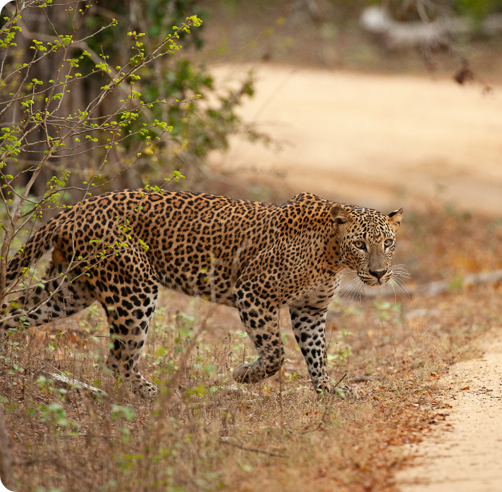 7 Days Sri Lanka Itinerary for First Timers