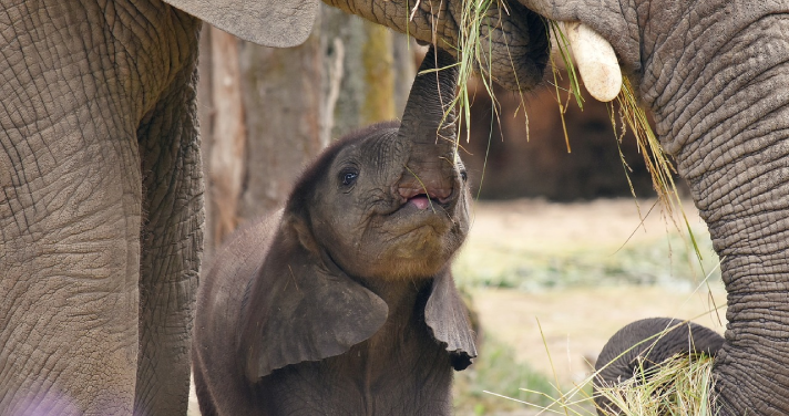 view of an adult elephant and a baby elephant