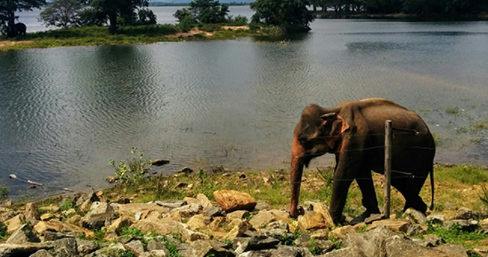 An elephant strolling by the reservoir in Udawalawe National Reserve