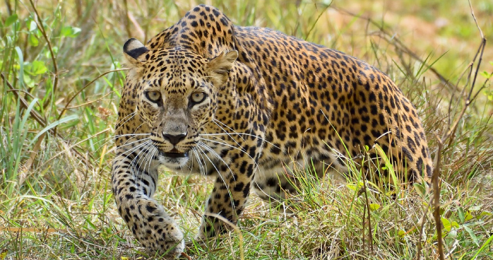 view of a leopard at a National Park in Sri Lanka