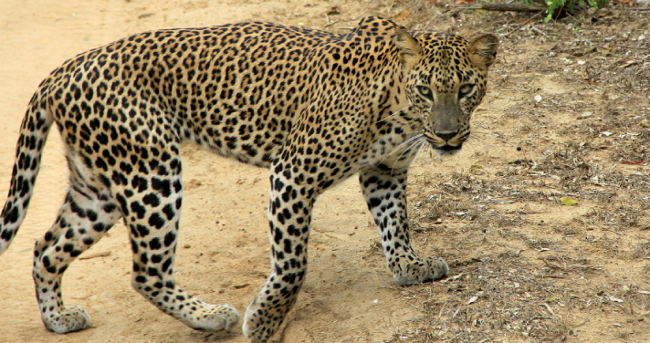 Closeup picture of a Sri Lankan Leopard